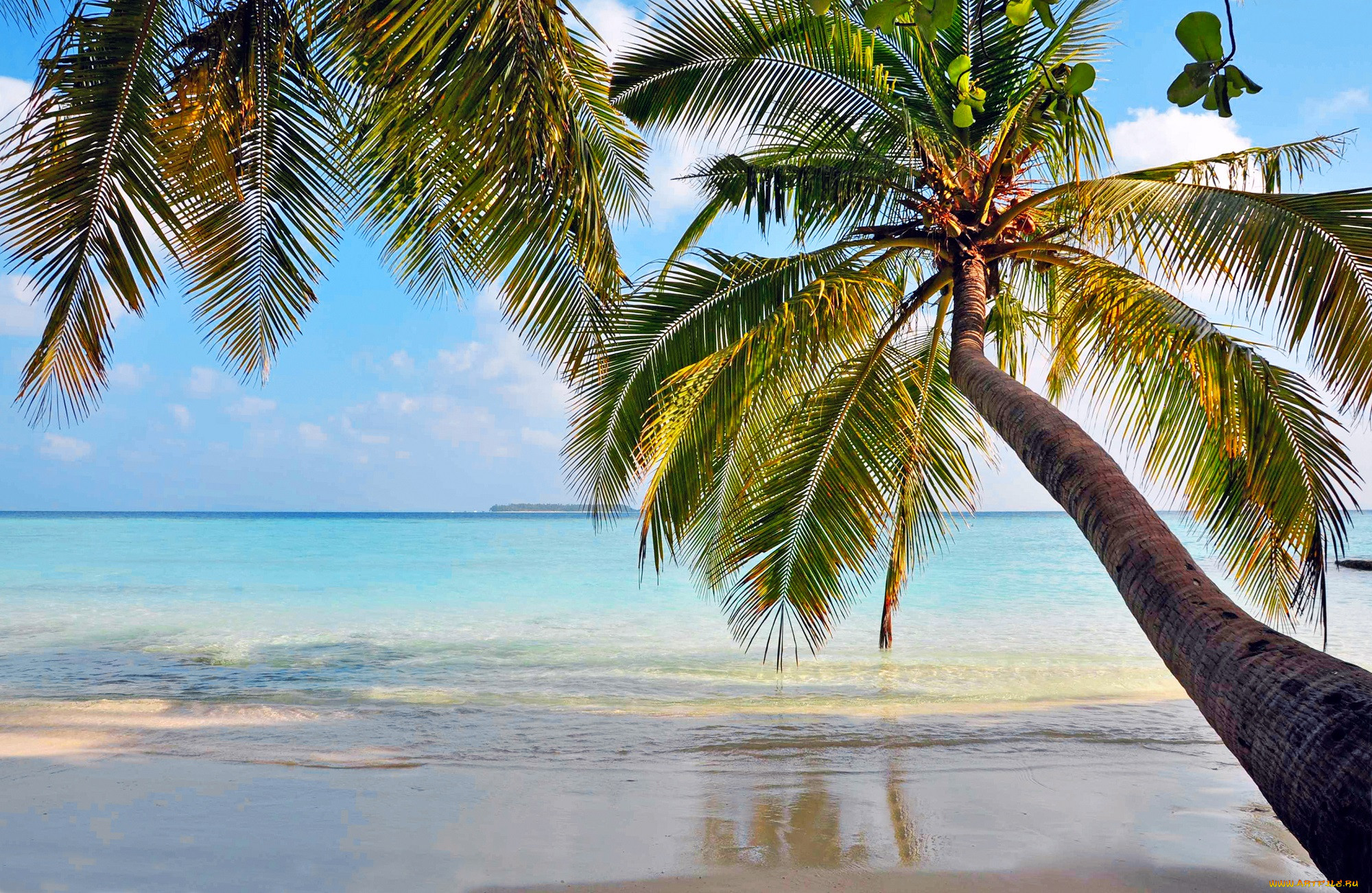 Океан и пальмы фото в высоком качестве
